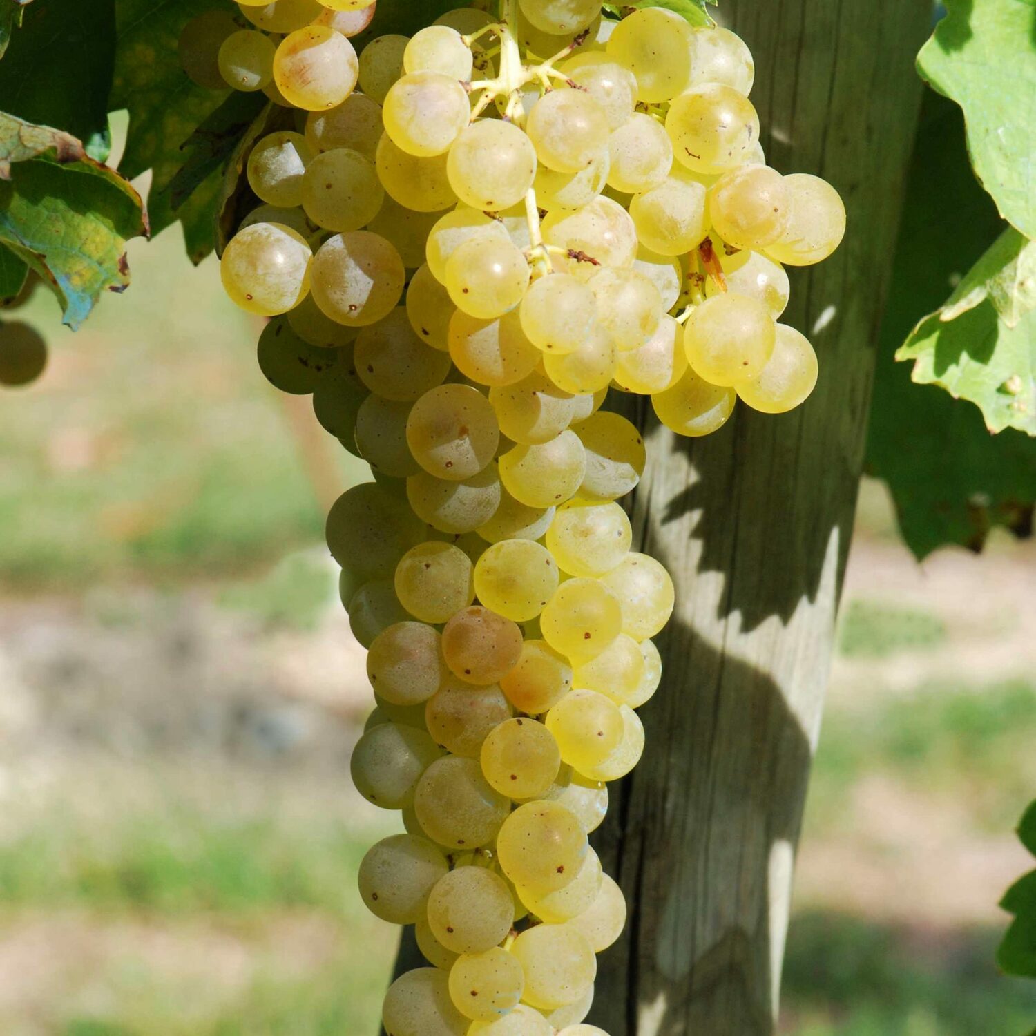  Сибирьковый 