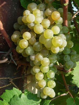  Цитронный Магарача 