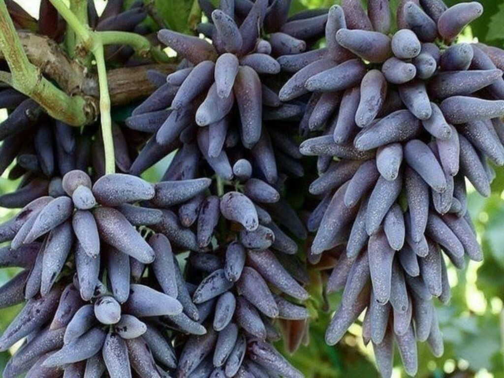  Хэллоуин 