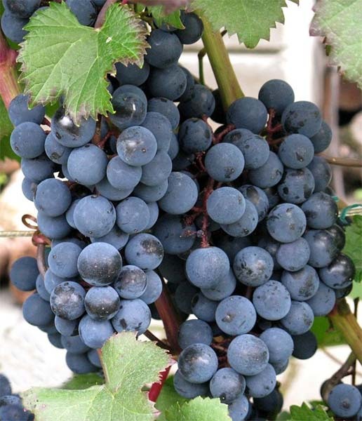  Красностоп Золотовский 