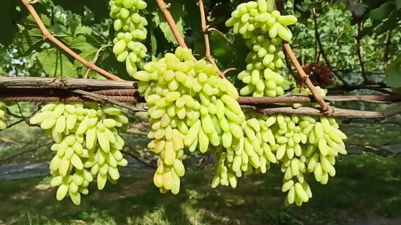 Ламборджини